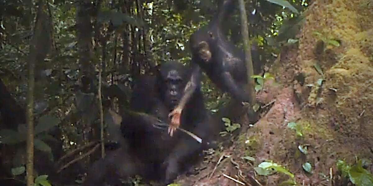 Chimp Mom Teaches Her Kid To Use A Tool - The Dodo