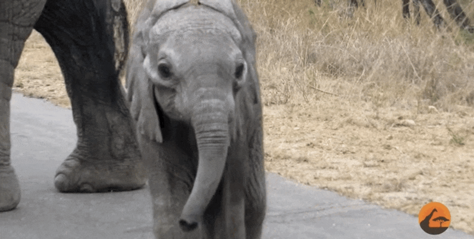Protective Elephant Mom Not So Sure About Her Baby's New Friends - The Dodo