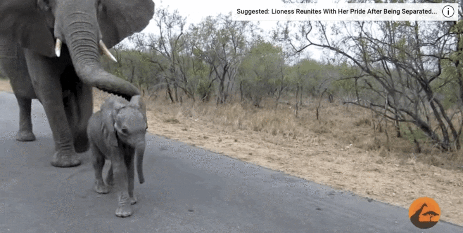 Protective Elephant Mom Not So Sure About Her Baby's New Friends - The Dodo