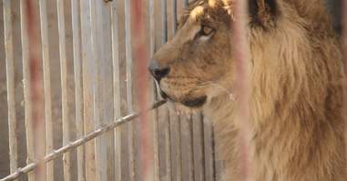 Mosul, Iraq zoo lion in cage