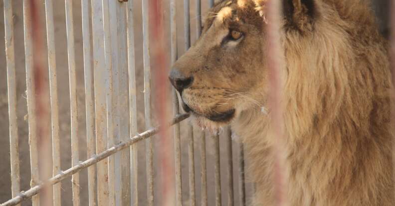 Mosul, Iraq zoo lion in cage
