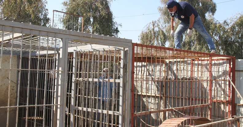 Rescuer stands on cage at war-torn Mosul, Iraq zoo