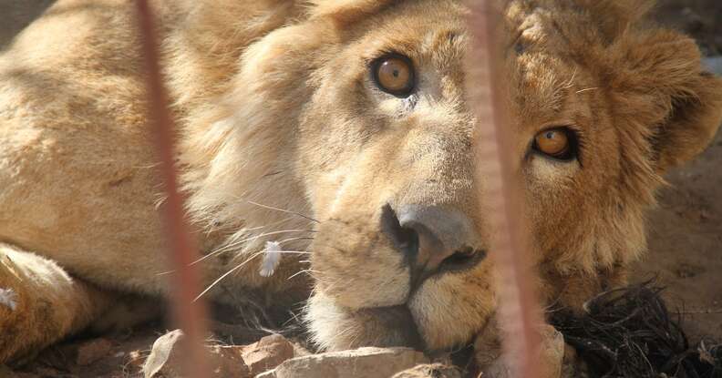 Last lion at destroyed Mosul, Iraq zoo