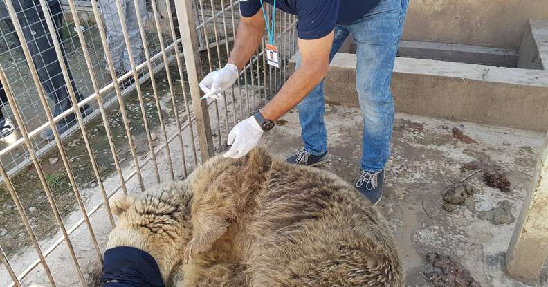 Last bear at Mosul zoo gets veterinary treatment