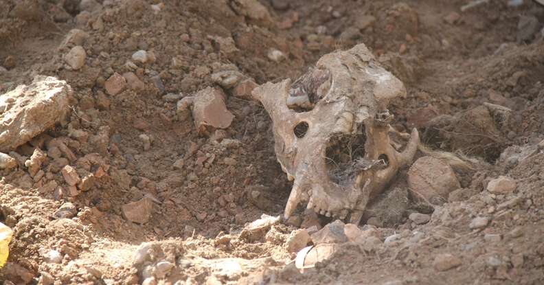 Part of a skull in the ruins of Mosul zoo