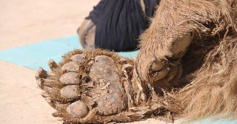 Close up of Mosul zoo bear's paw 