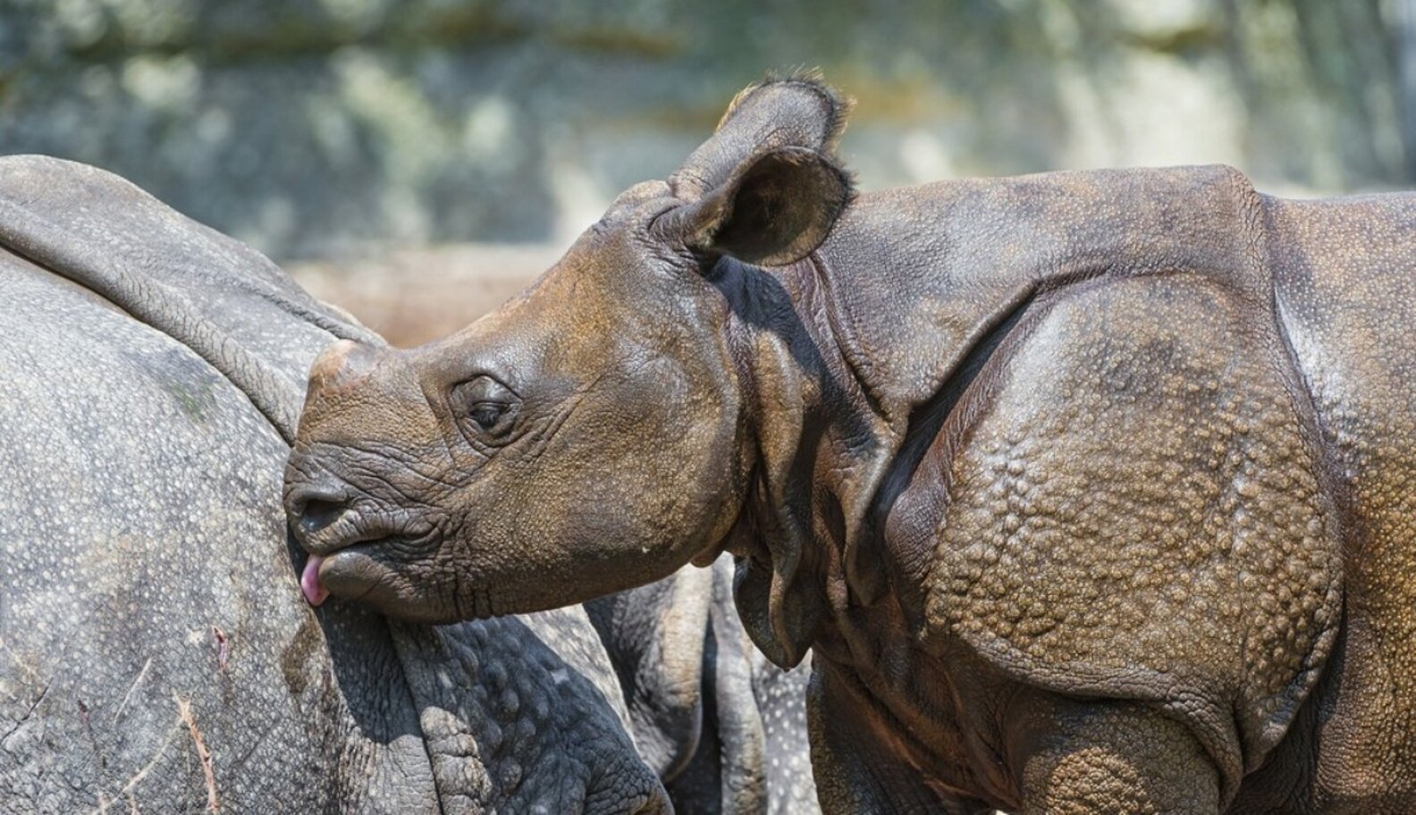 9 Amazing Facts About Rhinos That Will Make You Want To Save Them The