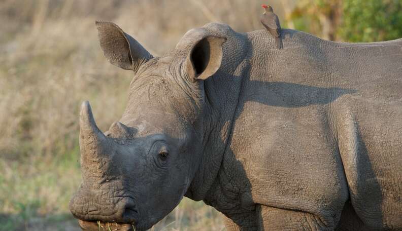 Rhocus: How A Rhinocerus Can Make You Feel Awesome