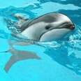 Parents of Japan Dolphin import to Seaworld was caught in Taiji - Federal Register July 2014.