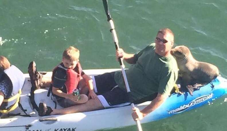 Sea Lion Pup Befriends A Family Of Kayaking Humans - The Dodo