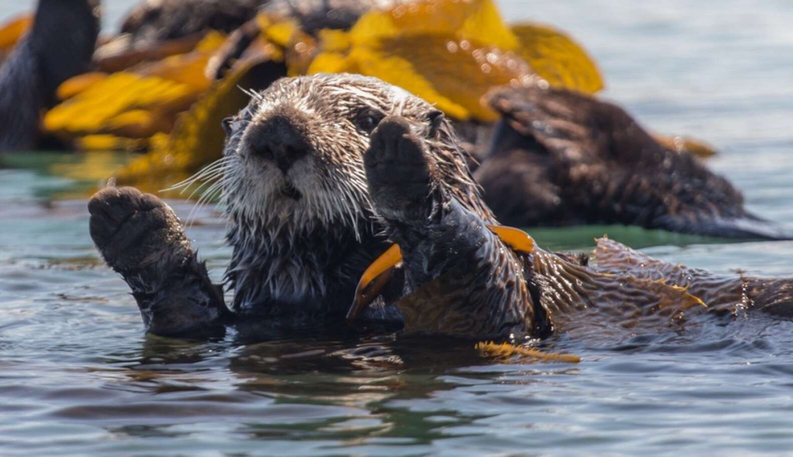 5 Reasons You Should Never Believe That Otters Are Anything But Awesome ...