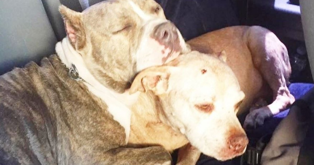 Breaking Montreal S Pit Bull Ban Just Went Into Effect The Dodo   Tmg Facebook Social 