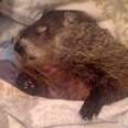 Blind Woodchuck Rescued From A Backyard Loves To Snuggle Now