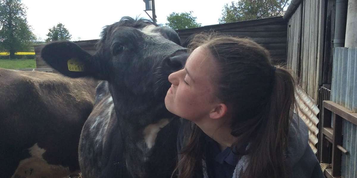 Girl Fights To Purchase Beloved Cow From Beef Farmer Father - The Dodo