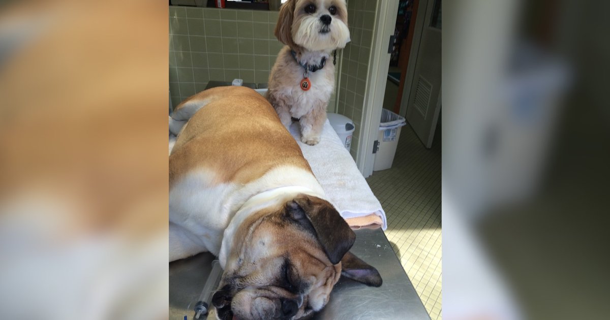 Rescue Dog Who Was Scared Of Everything Works At A Vet Clinic Now The