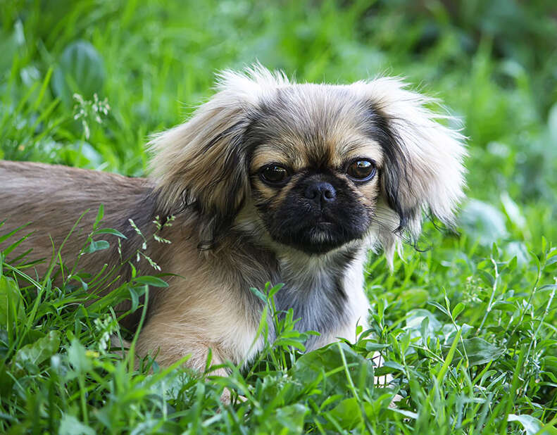 That Dog Is Super Cute, But Can He Breathe? - The Dodo