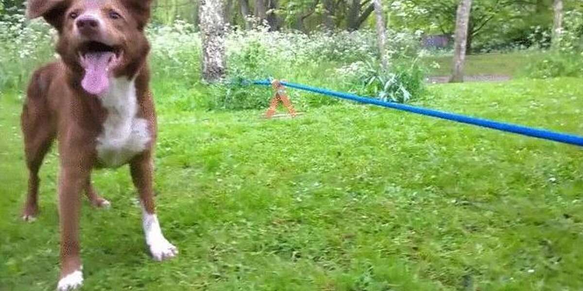 Dog Does Handstand On Tightrope. For Real. - The Dodo