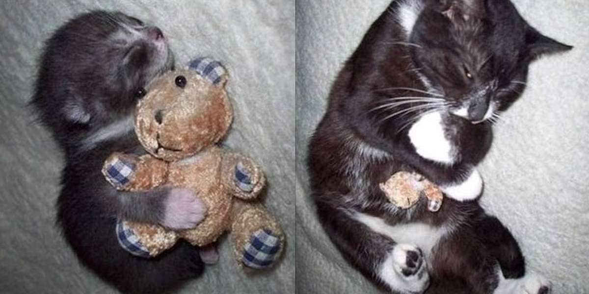 Pets Who've Loved The Same Toy Since Forever The Dodo