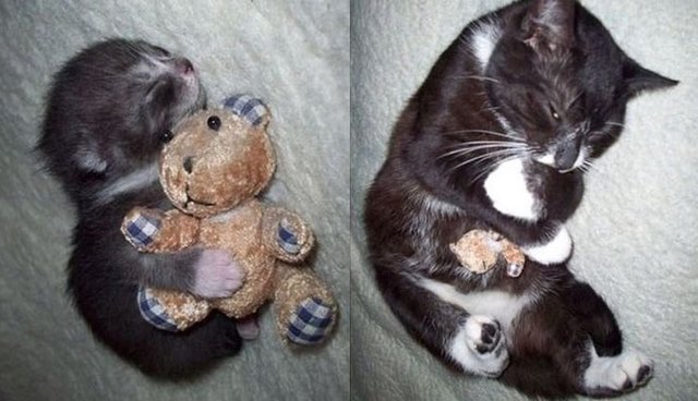 reddit stuffed animals