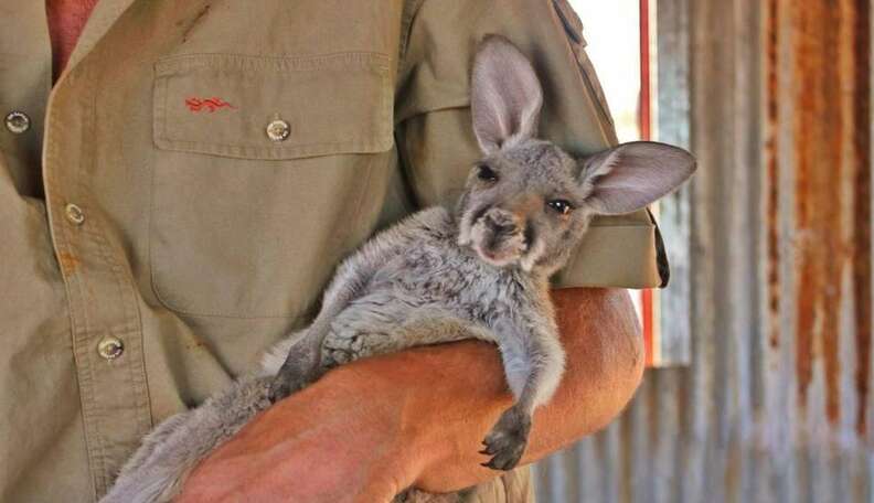 Ruby The Rescued Baby Kangaroo Loves To Be Snuggled - The Dodo