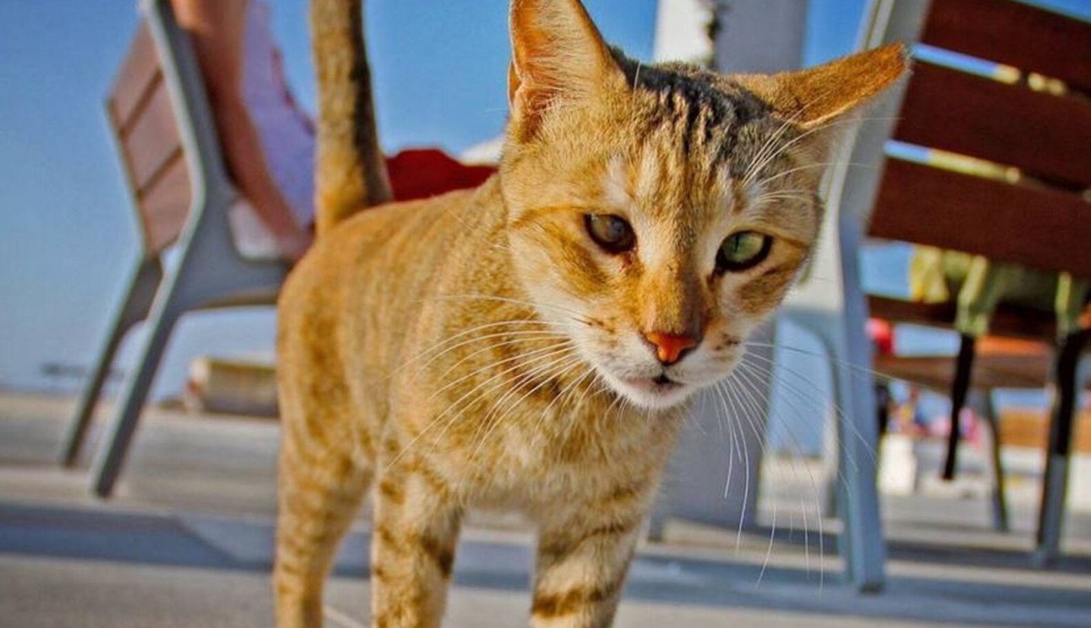 Cats With Googly Eyes Are Real, And They're Beautiful The Dodo