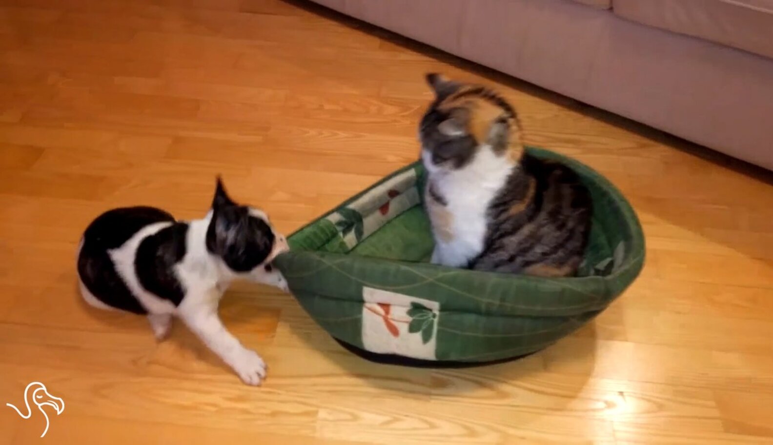 WATCH Cats Stealing Dog Beds The Dodo