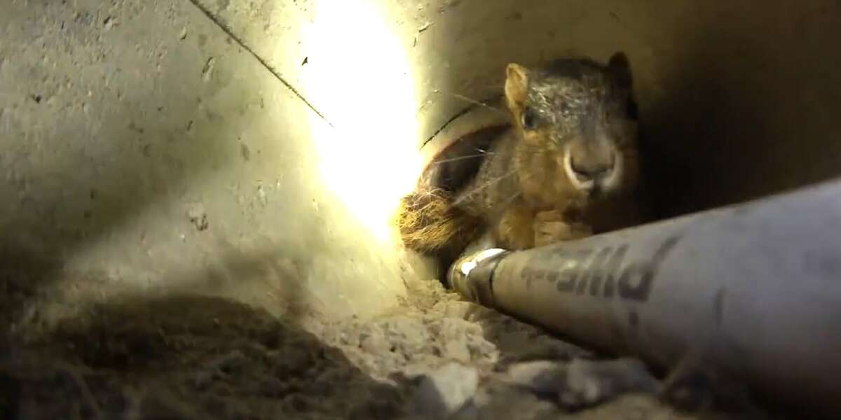 Rescuers Save Squirrel Trapped In A Pipe - Videos - The Dodo