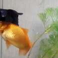 Goldfish Helps Her Friend Stay Alive When He's Too Sick To Swim