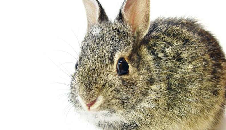 Step Forward For Lab Animals: 70 Organizations Pledge To Reveal Animal Testing Practices - The Dodo Step Forward For Lab Animals: 70 Organizations Pledge To Reveal Animal Testing Practices - The Dodo
