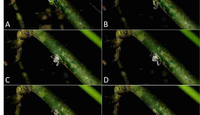 Tiny Frogs Caught Turning Bamboo Shoots Into Bachelor Pads The Dodo