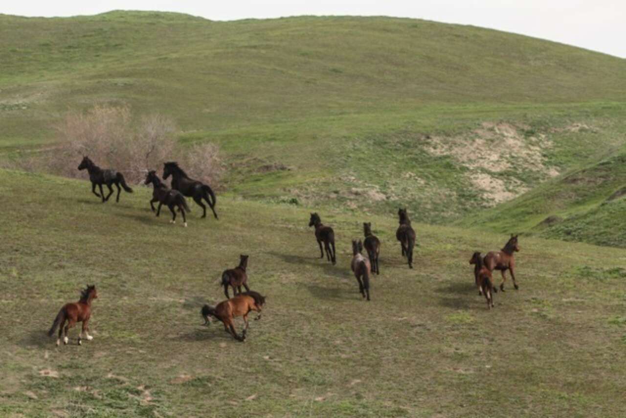 Captured Wild Horses Finally Freed In Stirring Video The Dodo