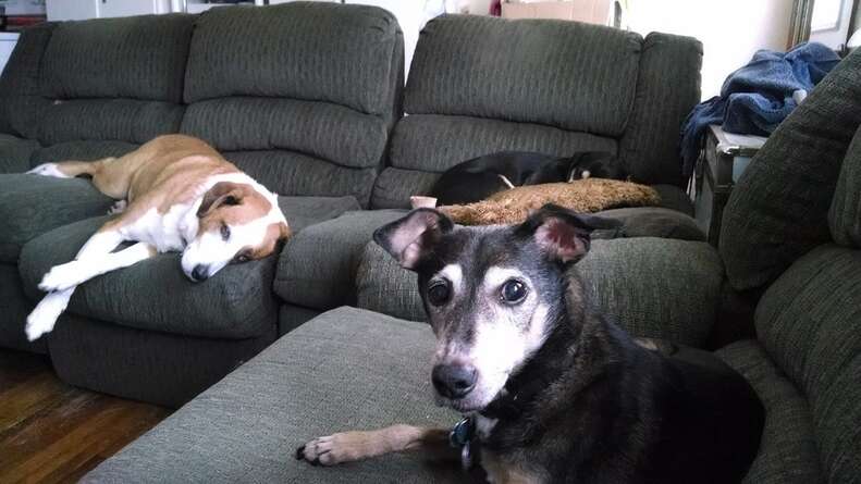Senior dogs on couch
