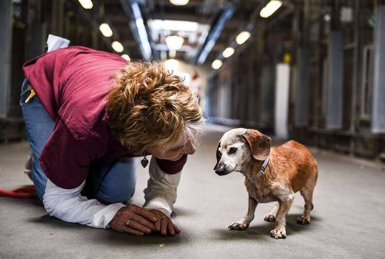 Senior dachshund at shelter