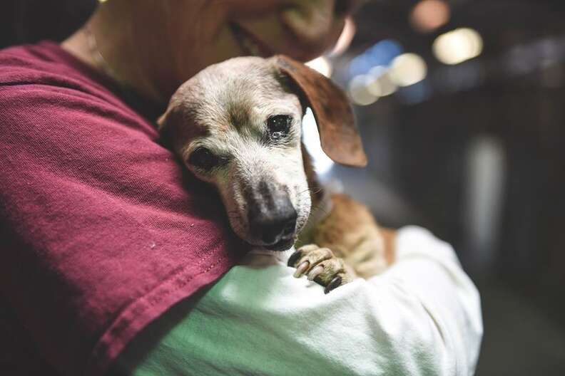 Woman hugging old shelter dog