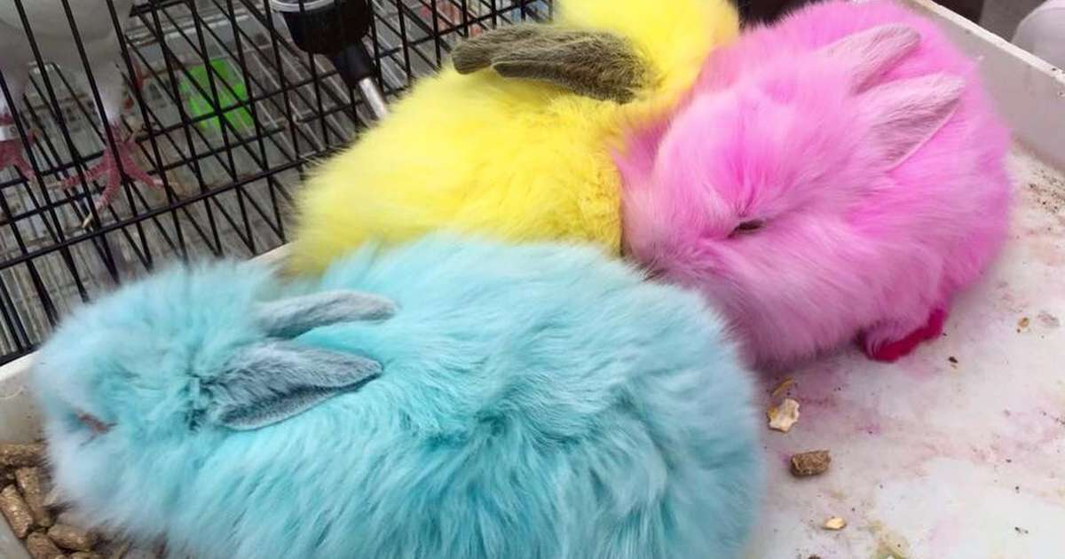 The Last Thing Your Kid Needs For Easter Is A Real Bunny The Dodo