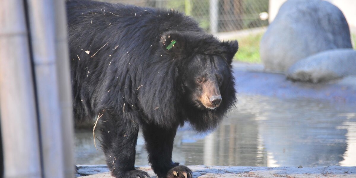 Moon Bear Monday: Xuan Xuan And Pippin Are The Best Of Enemies - The Dodo