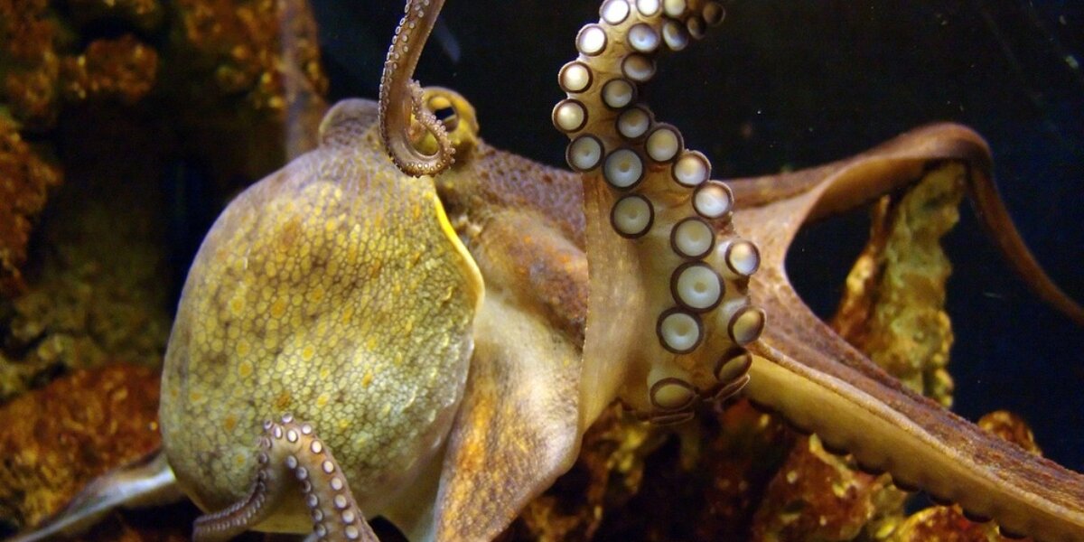 It Turns Out Octopuses Are Occasionally Cannibals, And Here’s Why - The ...