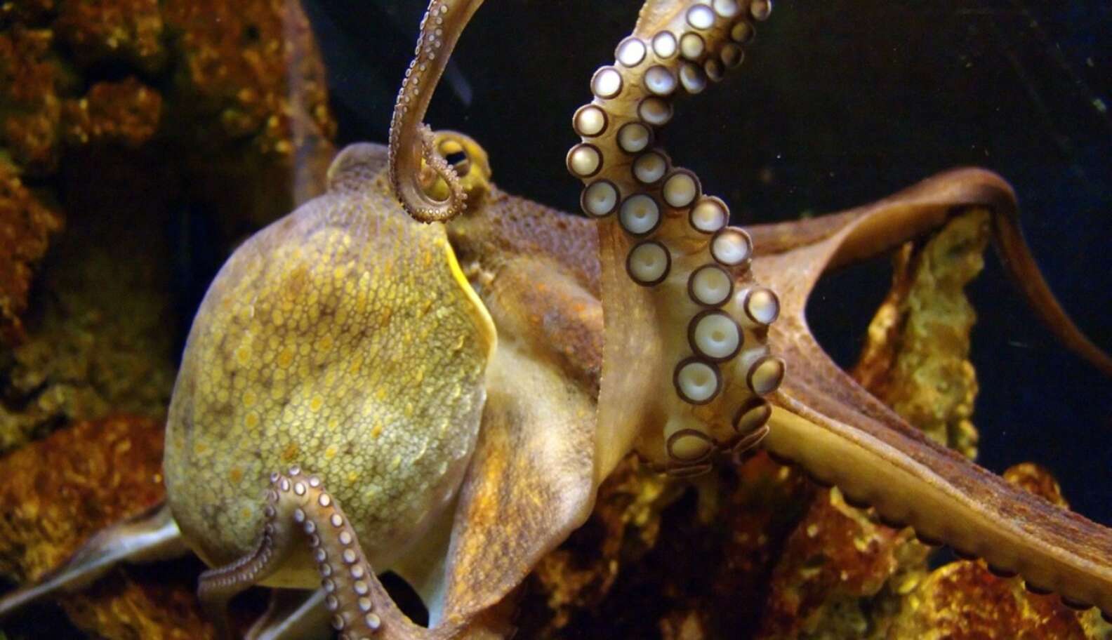 It Turns Out Octopuses Are Occasionally Cannibals, And Here’s Why - The ...