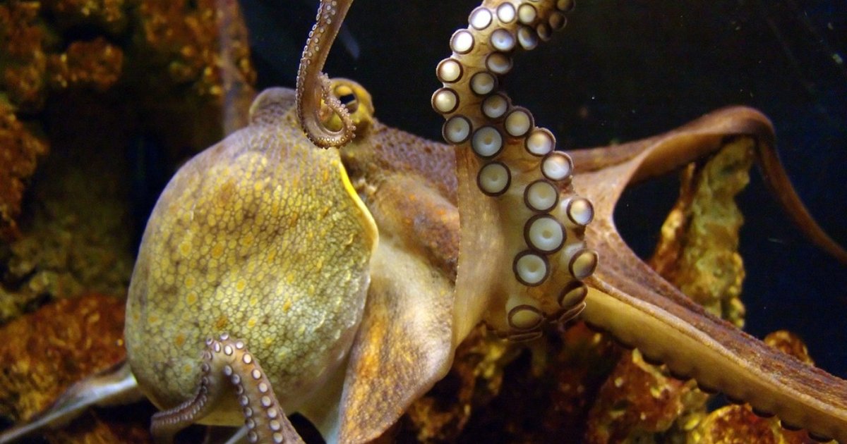 It Turns Out Octopuses Are Occasionally Cannibals, And Here’s Why - The ...
