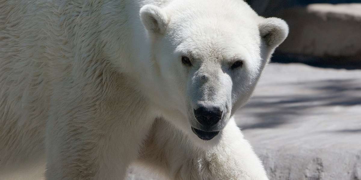 The Circle Of Life: How You Can Help Animals On The Brink Of Extinction ...