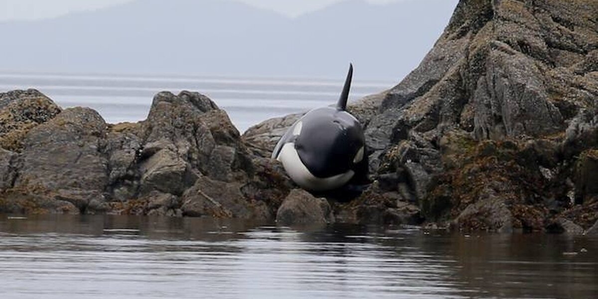 Stranded Orca Cries As Rescuers Try To Save Her - The Dodo