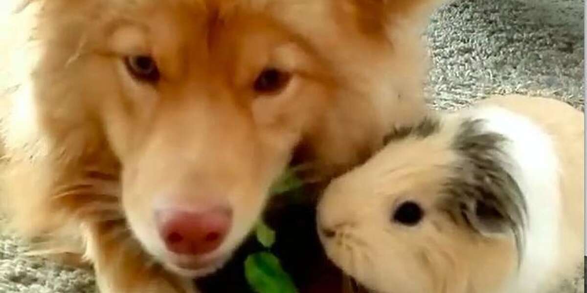 Dog And Guinea Pig Are Unlikely Best Friends - The Dodo