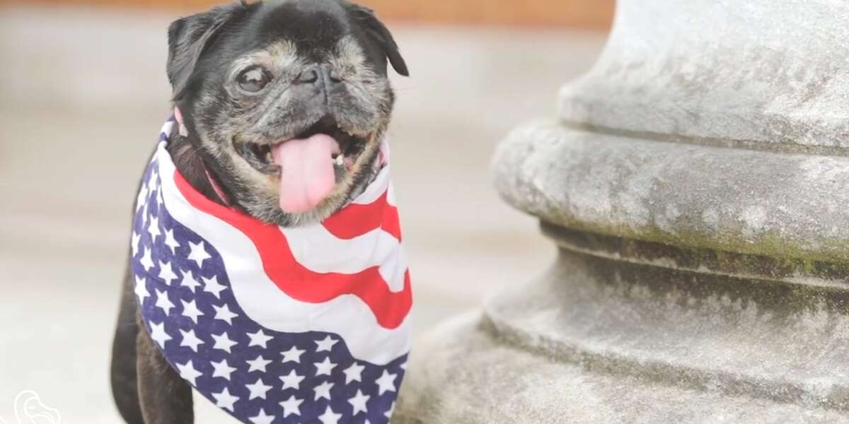 Senior Pug Is 'Running For President' — And Raising A Ton Of Money In ...