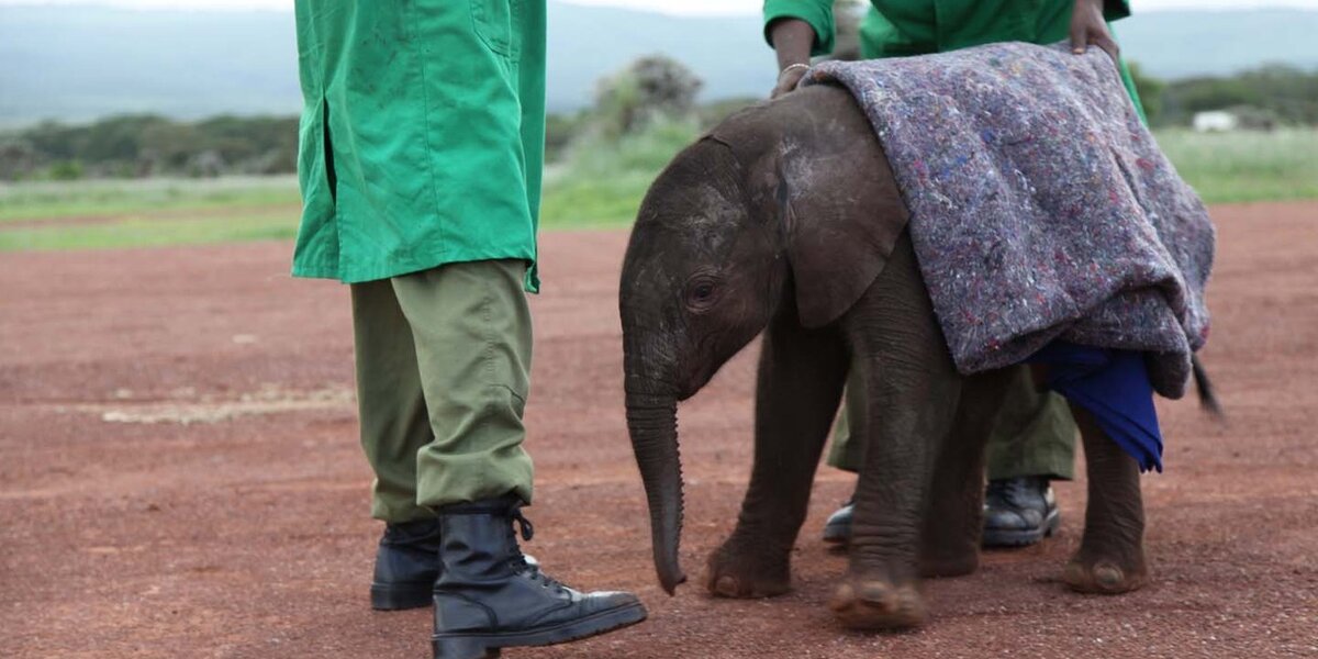 Orphaned Baby Elephants Wrapped In Blankets To Replace Lost Mothers - The Dodo