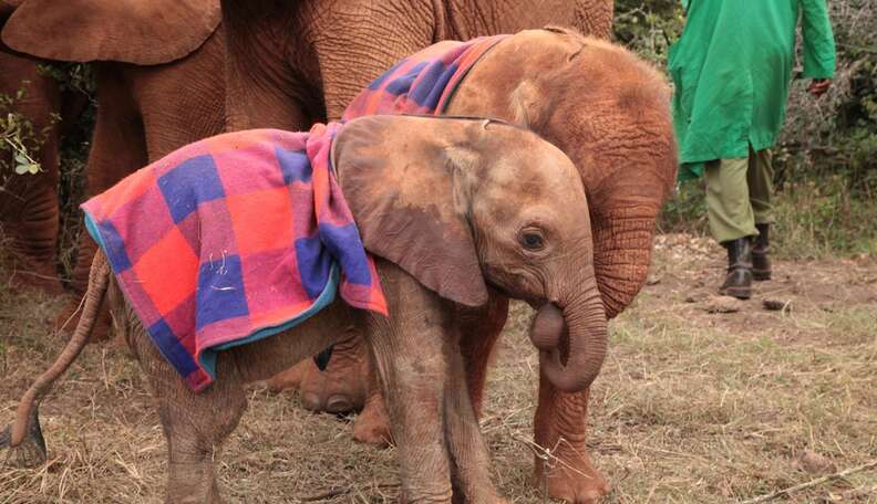 Elephant best sale with blanket