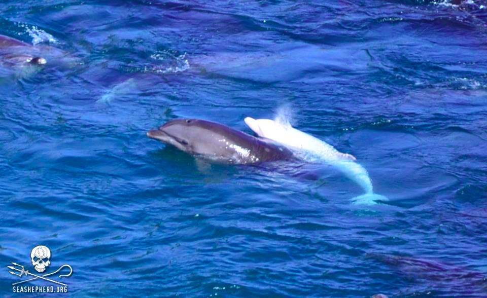 Taiji Whale Museum To Keep “Angel” The Albino Dolphin Long Term - The Dodo