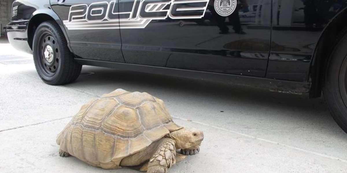 giant tortoise pet