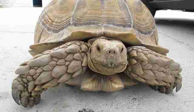 Giant Tortoise Not Quite Speedy Enough To Outrun The Law - The Dodo