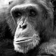 USA Primates Can Now Retire from Cruelty