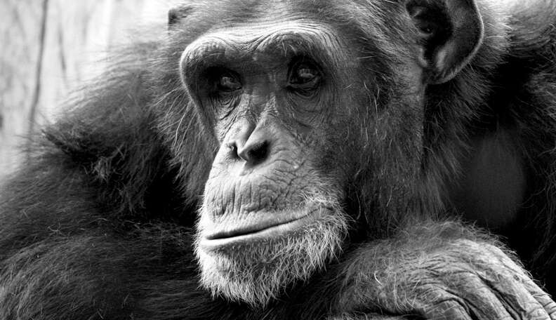 USA Primates Can Now Retire from Cruelty - The Dodo